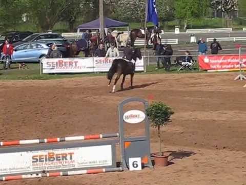 Carat v. Captain Fire x Caruso -Ramiro`s Son 1. Freilandturnier Gemünden 2013 Spr.Pf.-A