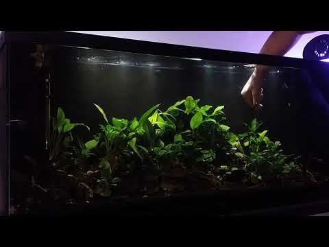 Planted tank anubias and shrimp tank update 1/4/17