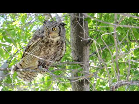 Great Horned Owl female with Snake.mov