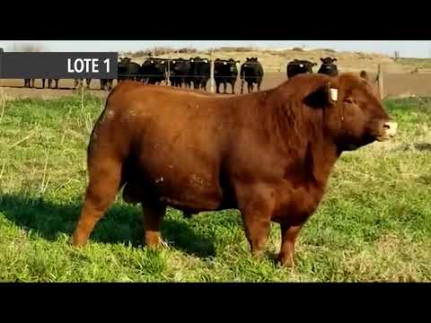 RUBETA 7988 RECKONING - LOTE 1- Remate de Cabaña La Rubeta - Sábado 15-08-20