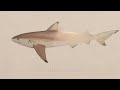 Black Tip Reef Shark Drawing