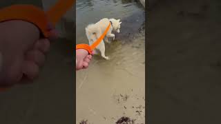 Video preview image #1 Siberian Husky-Unknown Mix Puppy For Sale in Woodbury, NY, USA