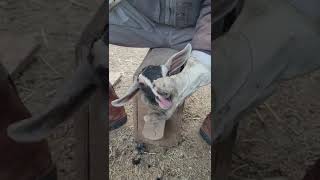 how to disbud a baby goat