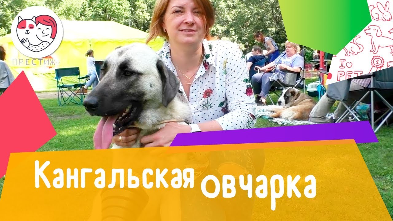 Кангальская овчарка. Особенности. Уход