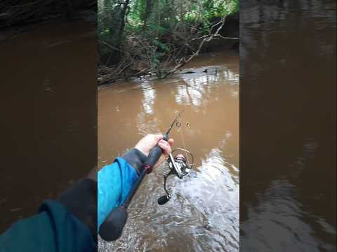 Hoje se inicia a piracema, vamos respeitar esse momento muito importante para nossa pesca 🎣#piracema