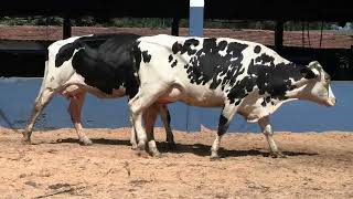 Vídeo 52 - 1ª ETAPA MEGA LIQUIDAÇÃO TOTAL AGROPECUÁRIA MARAJOARA - DIA 4 | GADO GIROLANDO E HOLANDÊS