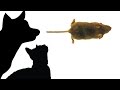 CAT GAMES MOUSE HUNT 2K17 FOR CATS ONLY