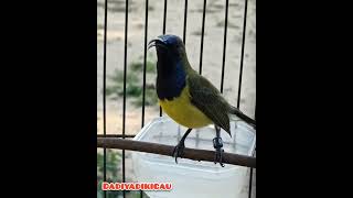 Download lagu sogon suara jernih |sogon trah petarung |sogon lomba nasional mp3