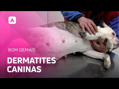 Dermatites caninas: entenda como identificar e prevenir