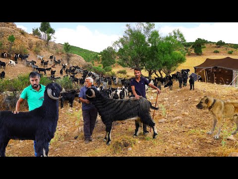 Kurtların Bile Saygı Duyduğu Davar – Malkoçoğlu’nun Yaylası | 4K |