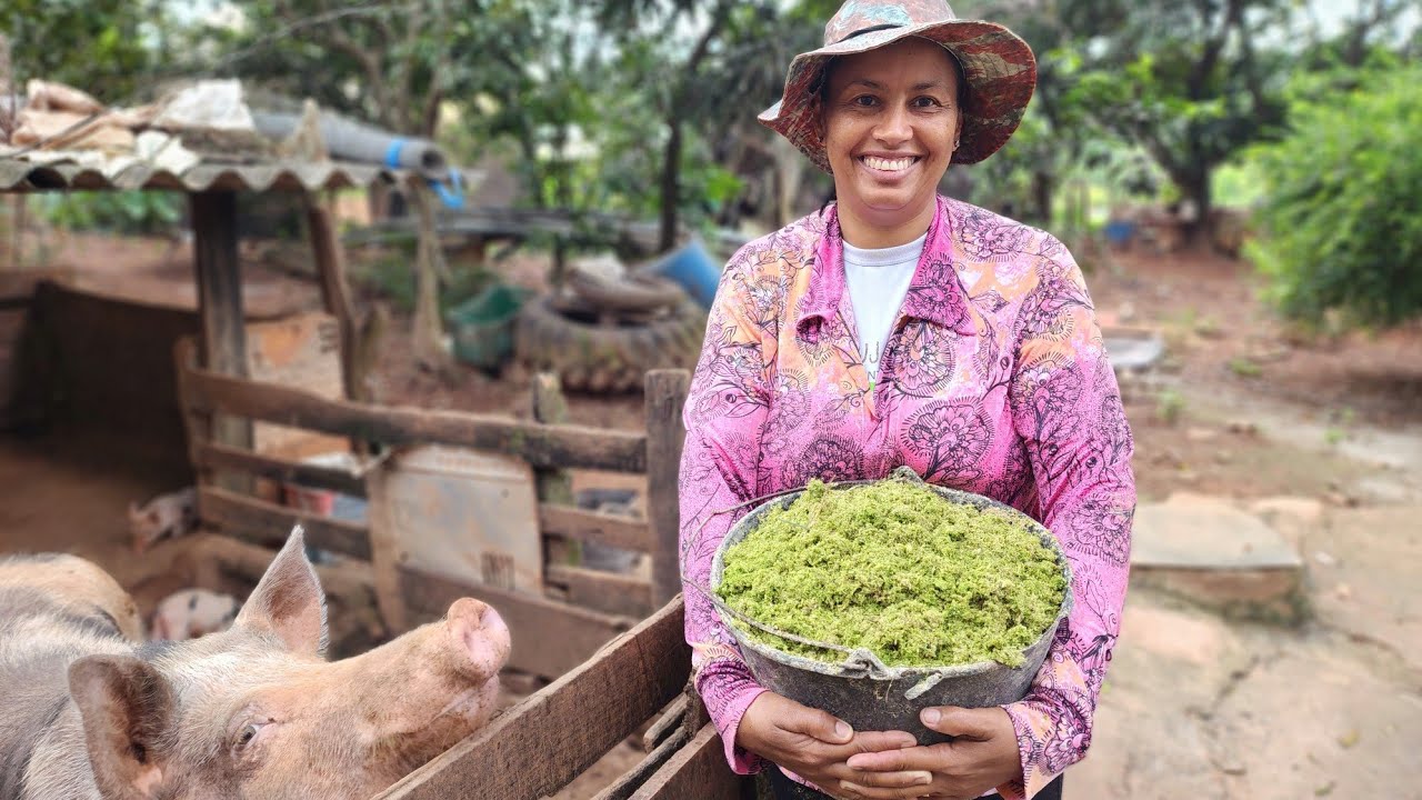 COMO FAZER UMA RAÇÃO DE MORINGA PARA SUÍNOS.