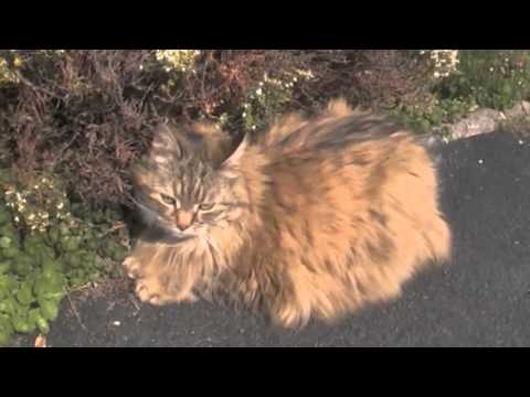 Long Haired cat (not my cat)