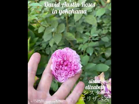 ハイブリッドローズ「フィオナ・ゲリン」 植物