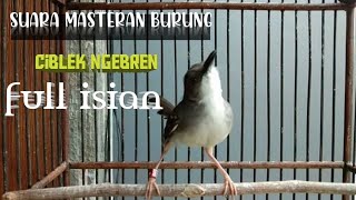 Download lagu suara pikat dan masteran burung ciblek ngebren full isian suara pncingan bongkar bikin ngedon mp3