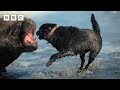 Sea lions vs dogs | Mammals - BBC