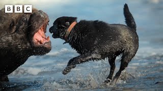 Sea lions vs dogs | Mammals - BBC