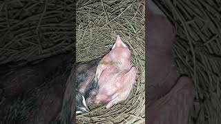 Download lagu burung kacer albino mp3