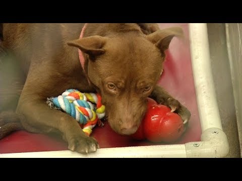 Humane Society has over supply of dogs for adoption
