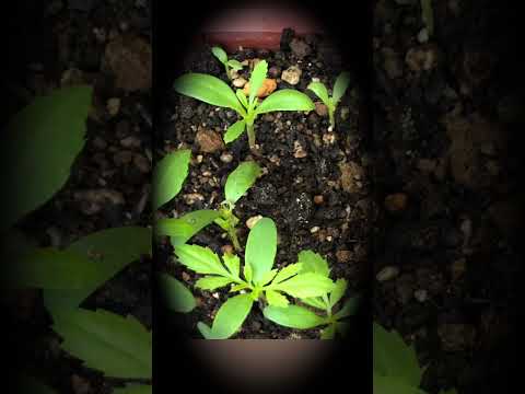 発芽した種子の栽培