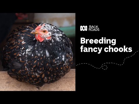 Breeding fancy chooks with world renowned chicken breeder Rob Wilson Back Roads ABC Australia