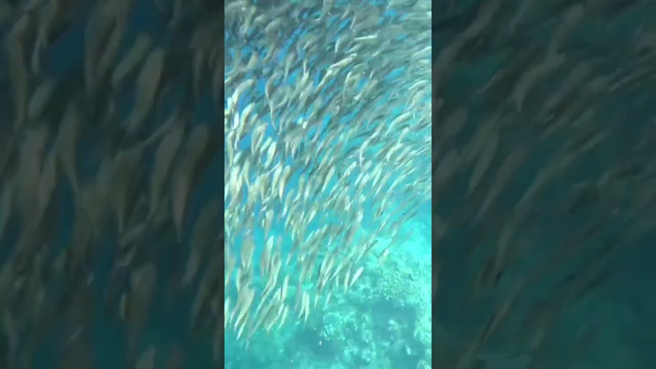 YouTube Short thumbnail