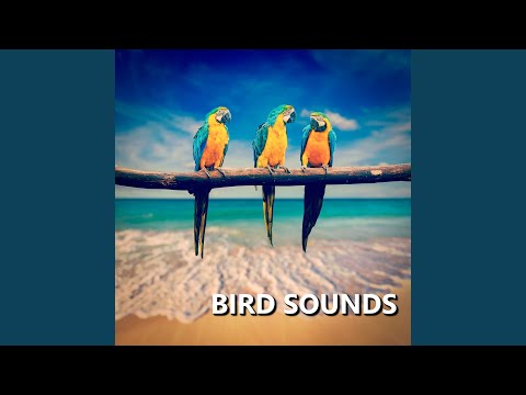 Genuine Summer Bird Sounds