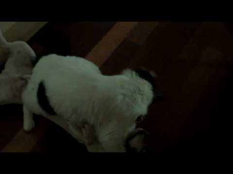 Tough Love - Marty(cat) and Jatz(dog)