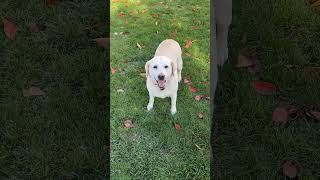 Video preview image #1 Labrador Retriever Puppy For Sale in Warrington, PA, USA