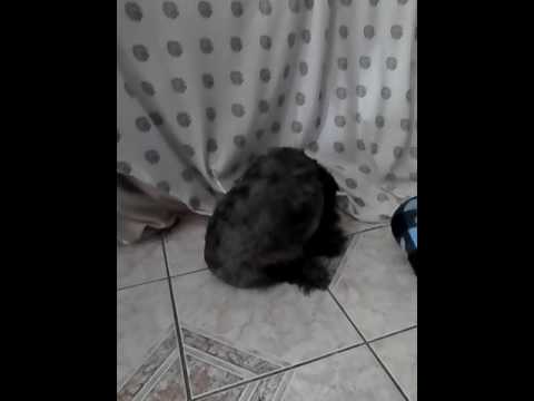 Finally got my babies back, I missed them so much 🐕