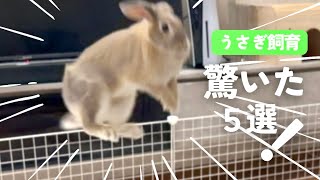 初心者がうさぎを飼って驚いたこと【5選！】