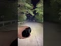 This 100 000 Lm Flashlight Is Too Bright Flashlight Tech Imalent Gadget Outdoor