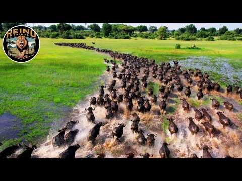 Wild Botswana: The Battle for Survival Among Predators #wildanimals | Animal Kingdom