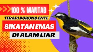 Download lagu SIKATAN EMAS BAKALAN LANGSUNG GACOR PAKAI PANCINGAN SUARA NI mp3 Download lagu SIKATAN EMAS BAKALAN LANGSUNG GACOR PAKAI PANCINGAN SUARA NI mp3