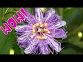This Hardy Passionfruit Is A Game Changer Here S Why You Need It