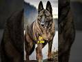 4 dog breeds similar to the German Shepherd #shorts #pets #dog #doglover #germanshepherd