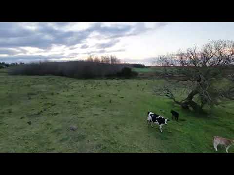 Video de YouTube - Campo en venta de 28 hectáreas ubicado en Migues -Canelones.