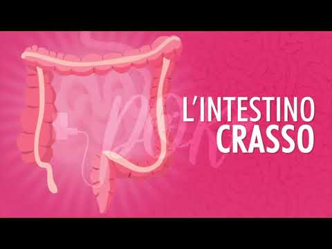 Biologia: L'intestino crasso