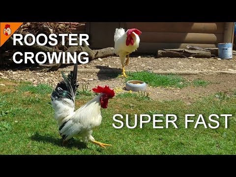 Rooster Crowing Super Fast - Funny Fast Forward Crowing