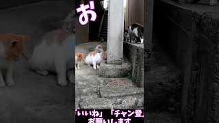 かわいい猫の多い家　　　猫」「CAT & PEACE」 #野良猫 #ネコムート #ねこ動画  #ネコ #かしわねこ #猫動画  #cat #三毛猫 #ねこ  #子ネコ