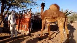 preview picture of video 'How to Load an Angry Camel on a Truck for Transportaion'