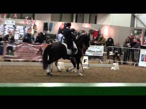 BBSH Stallion Event - Wolkenderry and Classics Charmeur