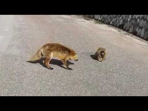 La volpe cerca di uccidere la marmotta che si difende