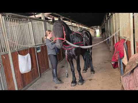 Stal Okkema's Falke - Eise x Rindert - stallion - 2017