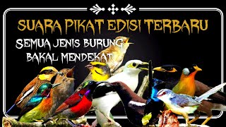 Download lagu Pikat Burung Dengan SUARA BURUNG RIBUT Rame poll Sangat MANJUR 2021 Untuk Semua Jenis mp3 Download lagu Pikat Burung Dengan SUARA BURUNG RIBUT Rame poll Sangat MANJUR 2021 Untuk Semua Jenis mp3