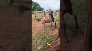 burro é bicho danado