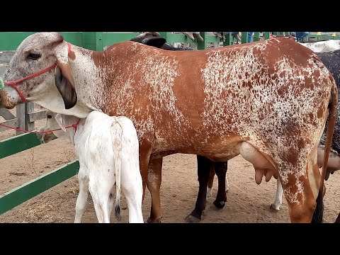 Feira do Gado Venturosa Pe.09/12/25
