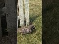 Cavapoo dogs for sale: Tiny - Video 1