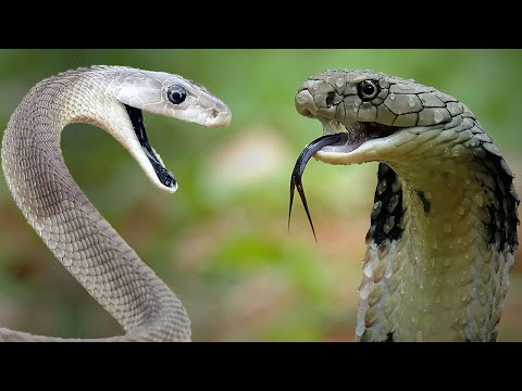 Black Mamba Vs King Cobra | The Most Debated Snake Clash