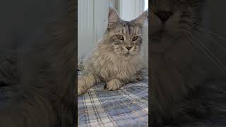 Maizie our retired Maine Coon Queen! She's beautiful!