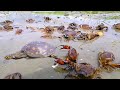 Best Amazing Technology Crab Catching - Unique Crabs & Tortoise Catching System - SP Fishing World